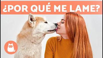 ¿Por qué los perros te ponen la boca en la cara?