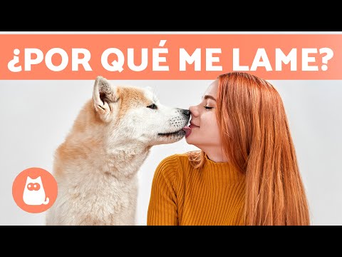 Video: ¿Por qué a los cachorros les gusta lamer y patear tu cara?