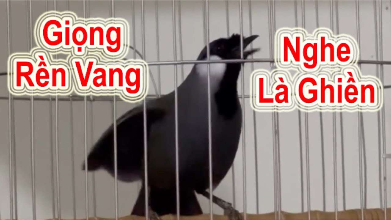 Khướu Hót Đỉnh Cao – Giọng Rền Vang, Nghe Là Ghiền