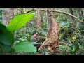 200 Days of Survival, Wildlife Footprints, Traps, Wild Chickens, Wild Boars, giant python