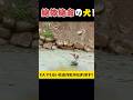 【実話】濁流にのまれる寸前の命…重機が起こした奇跡の救出劇に涙が止まらない#shorts