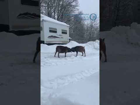 Goat Meadow Snow Play Area Weather