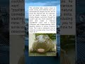 The Cutest Baby Hippo Ever: He Just Discovered His Tongue!