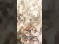 Wood chipping production line
