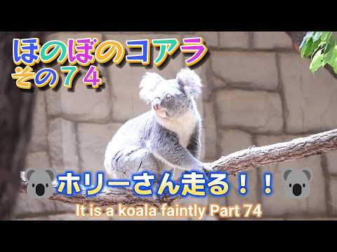 Heartwarming Koala Part 74: Holly Runs!! (Higashiyama Zoo and