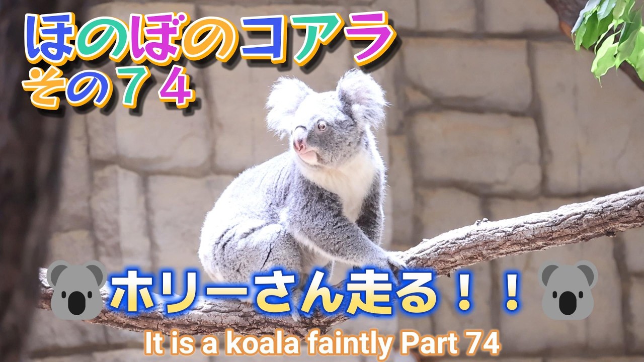 コアラ Heartwarming Koala Part 74: Holly Runs!! (Higashiyama Zoo and