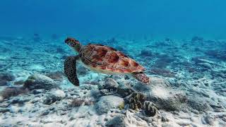 Noctis Machine - Where Silence Lives 4K Official Music Video