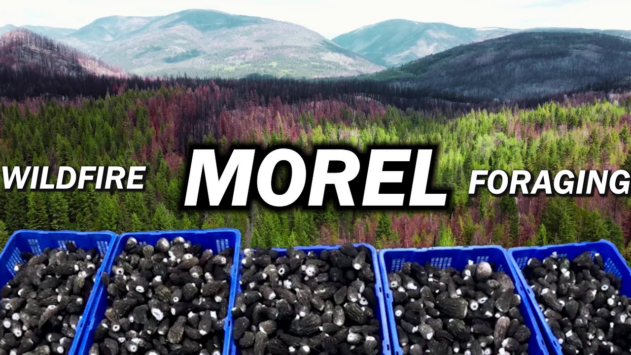 Amazing Quality Wildfire Morels! Foraging in the Mountains