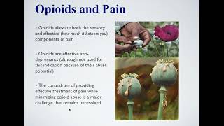 Kappa Opioid Receptors in Chronic Pain & Associated Affective Disorders | AnaBios Webinar