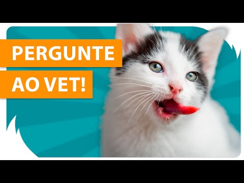 PRECISA ESCOVAR DENTE DO GATO? - 👩‍⚕️ PERGUNTE AO VET #06