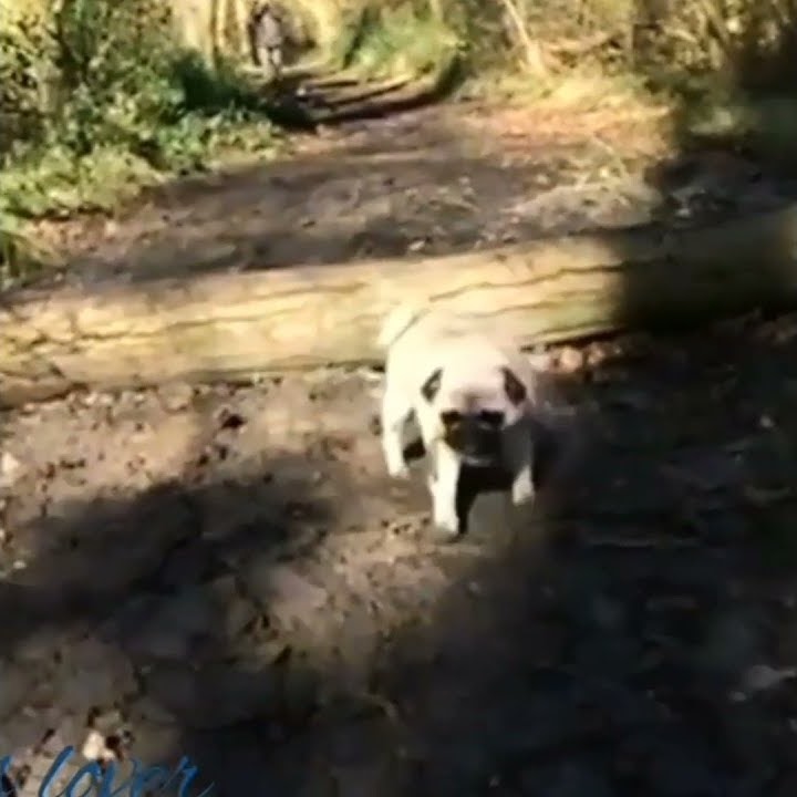 video lucu Anjay viral