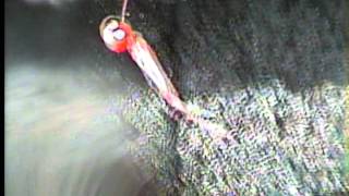 【鯛ラバ水中動画】ハヤブサ製 TG(タングステン) 75g