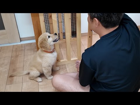 ゴールデンレトリバー Waka | Day 260 家族になって260日目 背中につむじある #ゴールデン