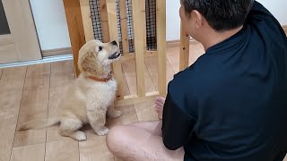 病気治療の効果が出て急激に成長する子犬。3.1㌔が6.4㌔へ倍増！【Golden Retriever japan】