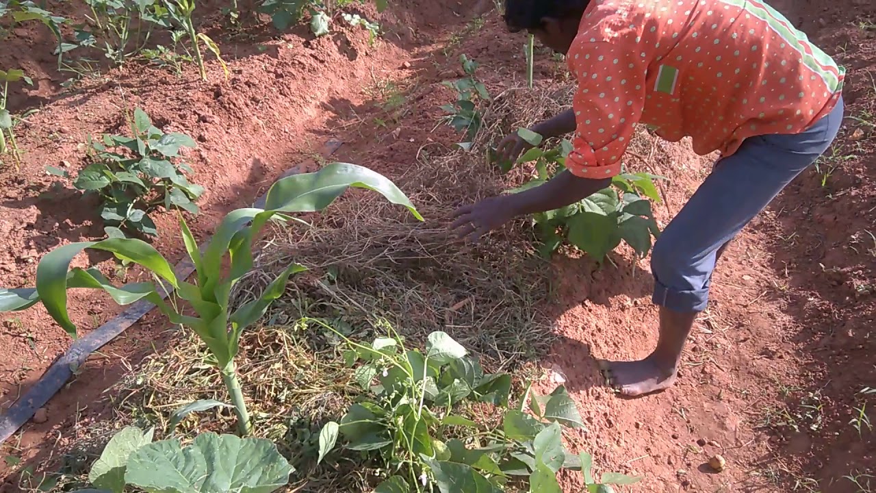 #16 Ecosafe Farm at Gatahalli  Mulching 20 Oct 2018