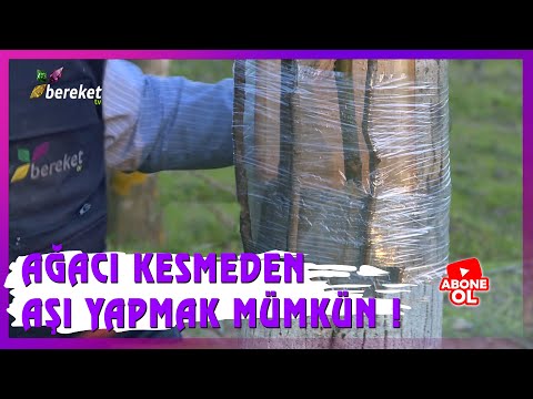 Ağacı Kesmeden Aşı Yapmak Mümkün !