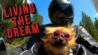 An Introduction to the MotörDogz  Dogs on Motorcycle/Dogs on Motorbikes