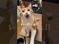 変な鳴き声で拒否する猫。#shorts