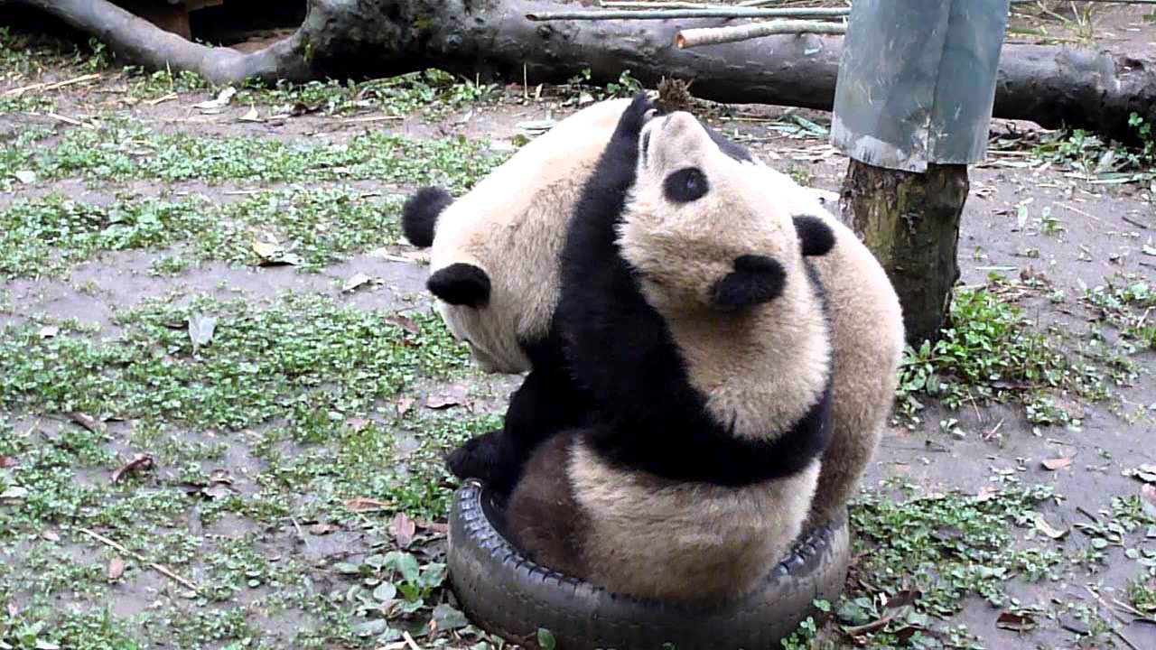 Meet Momma Long Xin and Baby Hu Xiao, Bifengxia Panda Base, Ya'an, Sichuan, China