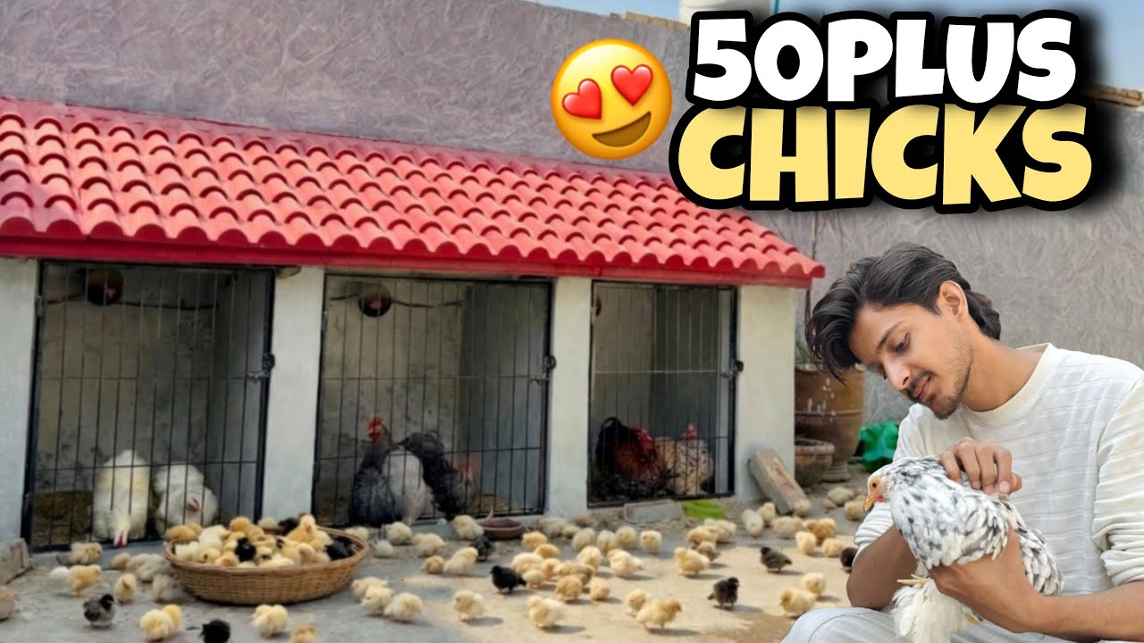 50 Plus Colorful Chicks Hatch Kraen..😍 // Chicks Care Challenge 🎀