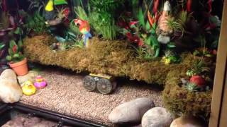 Jam TV: Aquatic Turtles and Fish