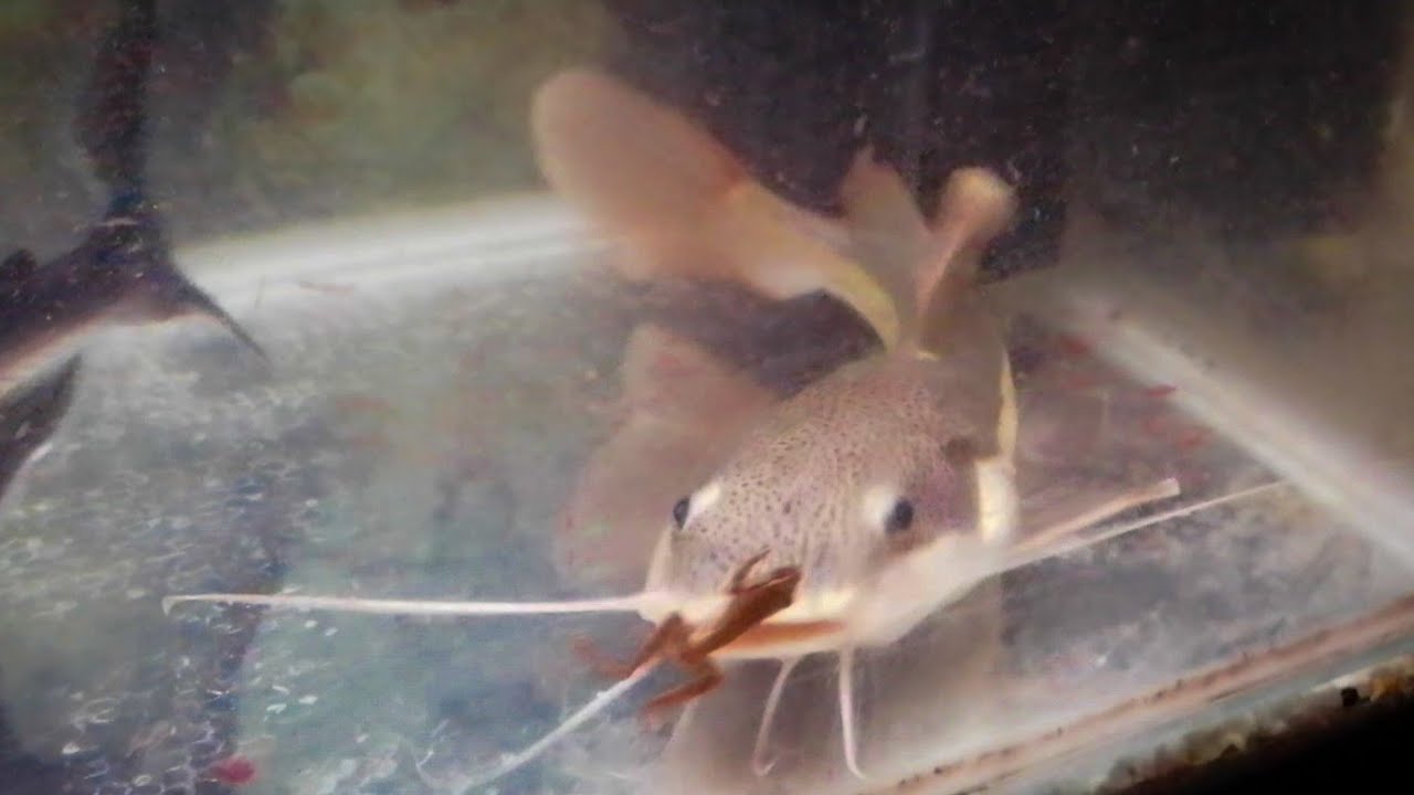Redtail catfish eating live Frogs YouTube