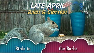 Late April 2024 Birds and Critters Cat TV #backyard #cattv