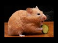 Om Nom Nom! What Do Hamsters Actually Love to Eat