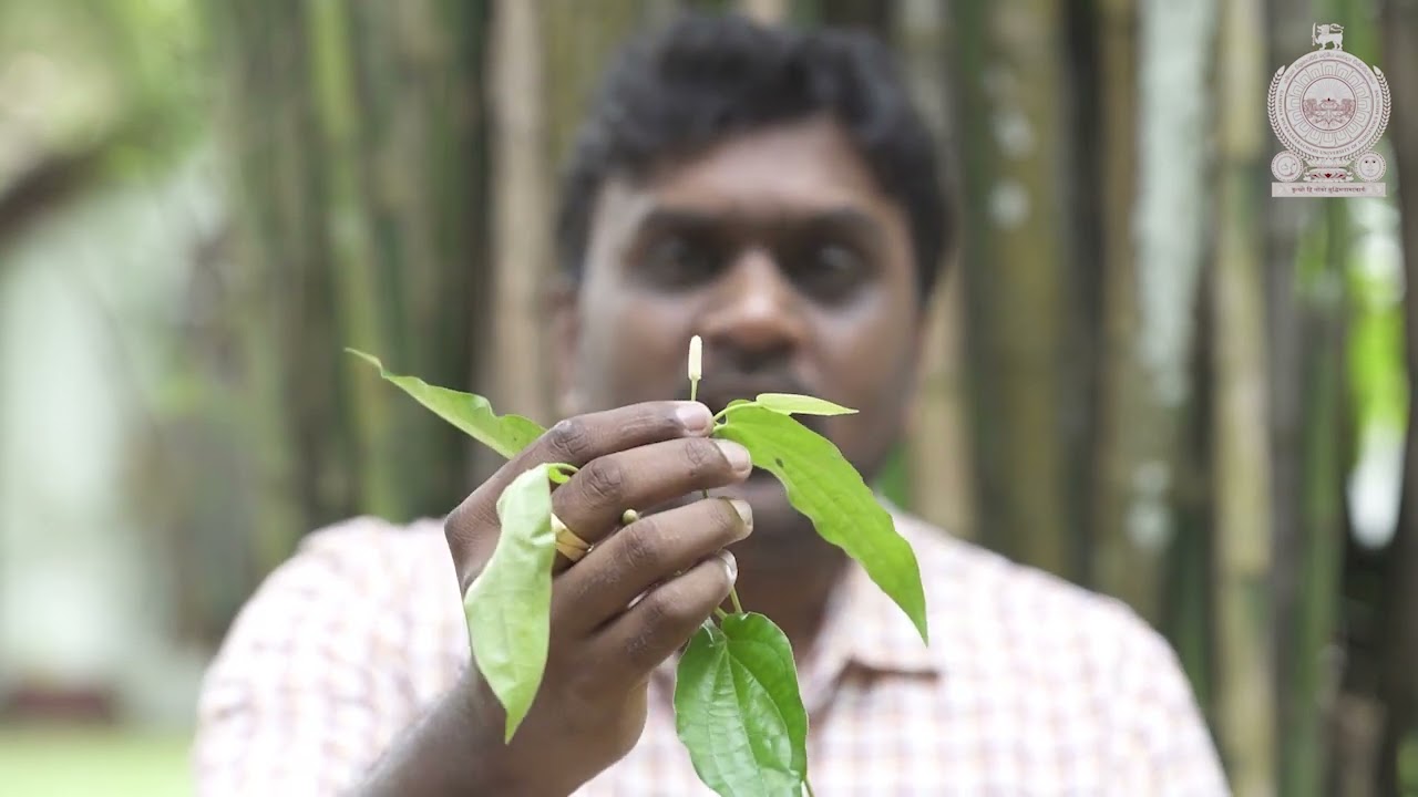 තිප්පිලි වගාව