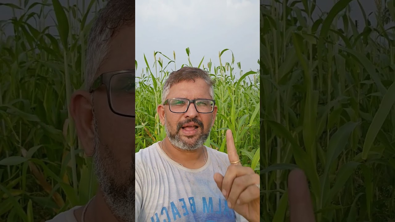 Organic Green Fodder for Cows 