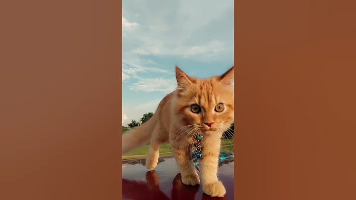 Video 11125621: persiancat persians, cat beautiful persiancat, cat travel