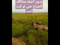 بدون اخيك ستأكلك الضباع حتى لو كنت اسد