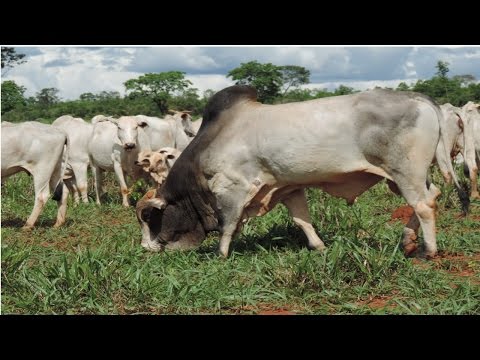 Técnicas para Produzir mais Bezerros - Manejo Nutricional para Reprodução