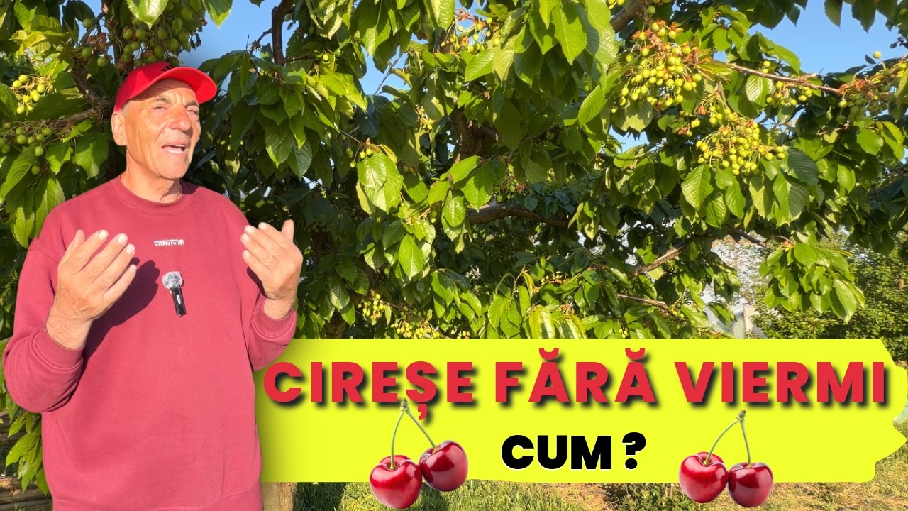 💊🧪 Tratamente cires in mai: Stropim sau Nu ciresele in parga?🍒🌳
