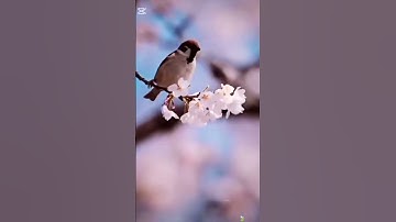 قران بصوت القارئ عبد الرحمن السديس 🩵