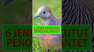 Download Lagu 6 Jenis Perkutut Penolak Santet #shorts #perkutut #katuranggan #disentraburung #burungperkutut MP3