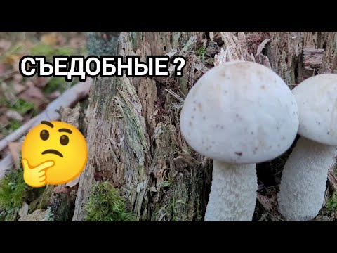 Редкий подберезовик 🤩 Совершенно белый!