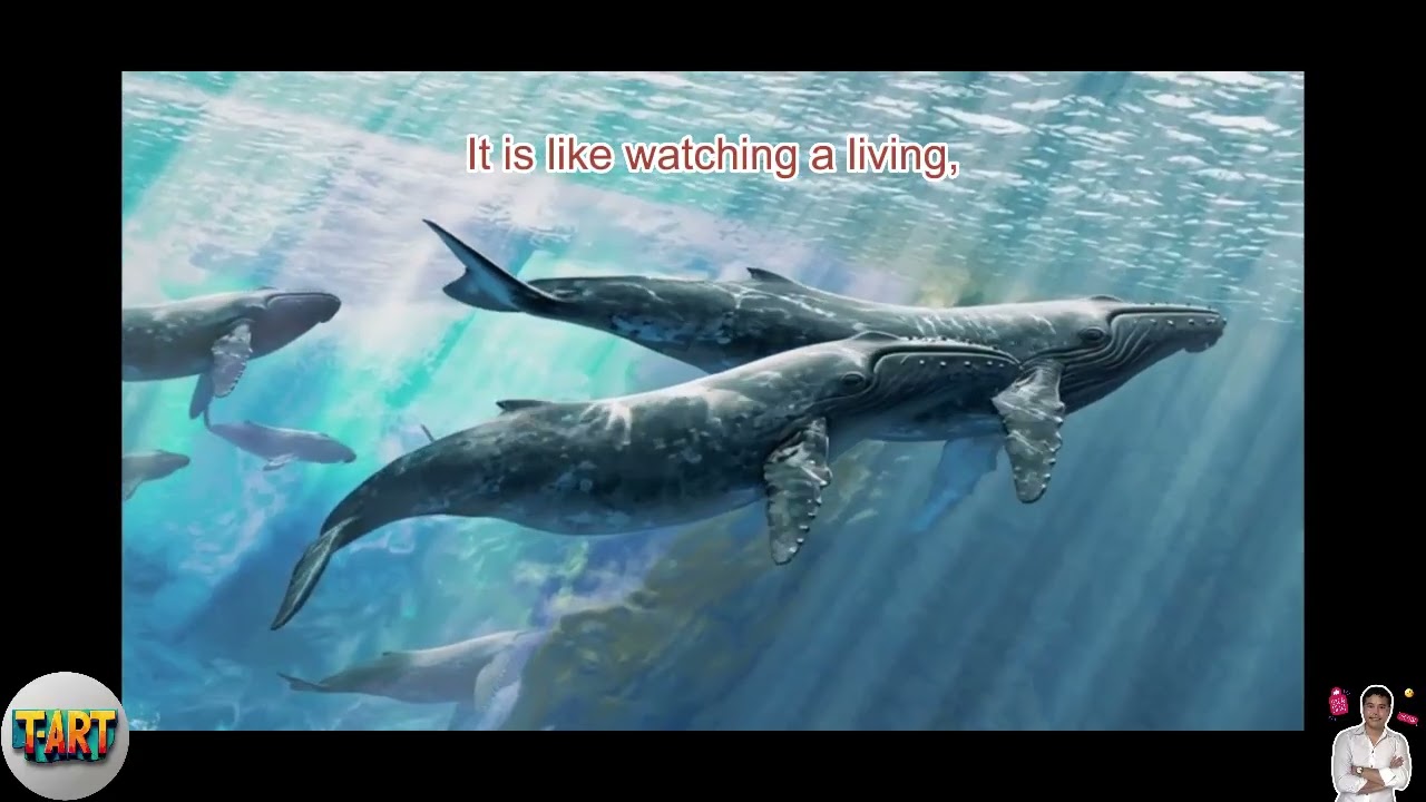 Гигантские размеры синего кита – язык, тяжелый как у слона.