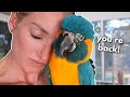 New macaw's reaction to me being gone!!! 🥹🥹