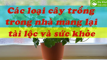 Các loại cây trồng trong nhà mang lại tài lộc và sức khỏe