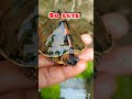 Cute puppy  chuja and cute turtle youtubeshorts shortstrendingshort viral