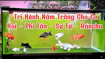 Trị Bệnh Nấm Trắng Cho Cá Koi + Phi Tần + Chép Sư Tử + Ranchu Hiệu Quả - Đơn Giản Dễ Làm.