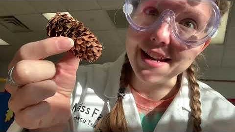 Pinecone in Water Experiment