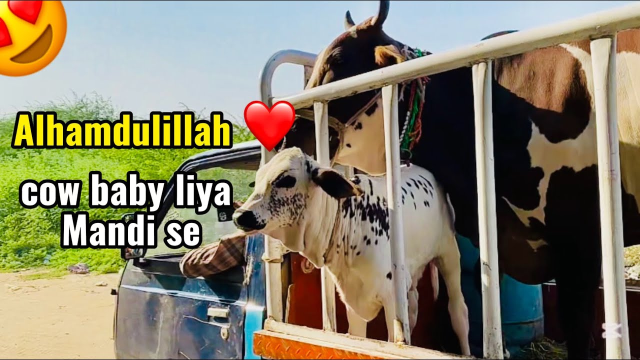 Alhamdulillah cow baby liya Mandi seMalir Mandi Karachi Latest Rates Update 3 December 2025