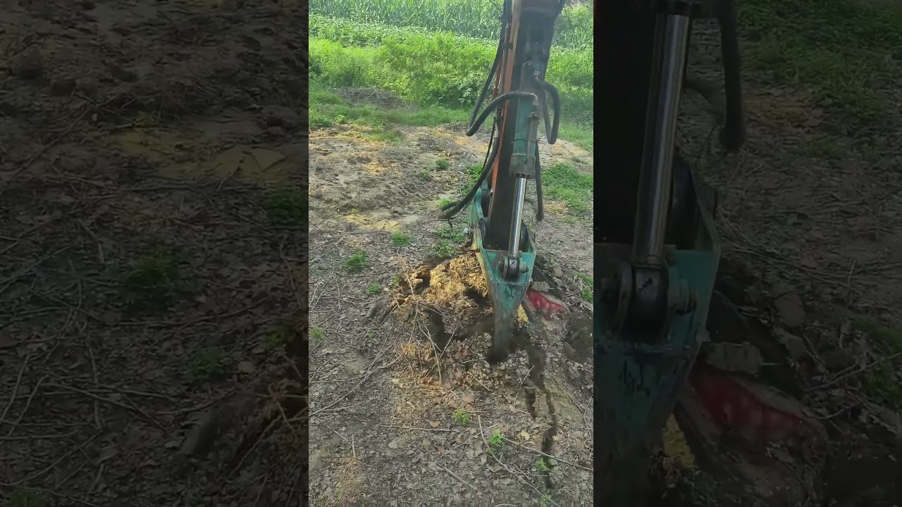 tree roots mechanically pulling process !