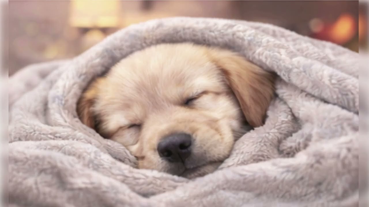 Indoor Ambient Noise for Dogs 🌀| Anxiety Relief