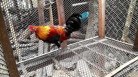 Saib qaib qus f1 zoo nkauj kawg nawb