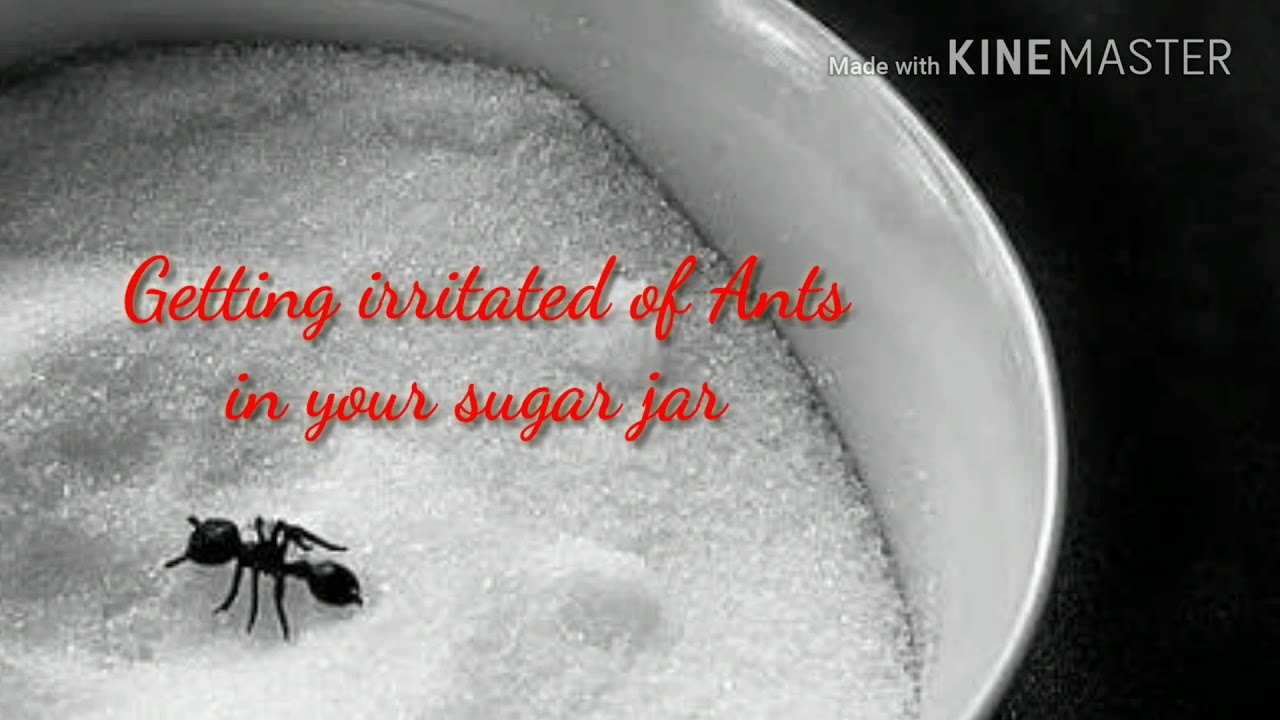 How to get rid of ants in sugar naturally YouTube