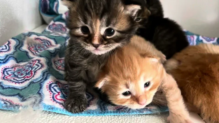 Watch the video about Siberian kittens (3 weeks old) - Massachusetts breeder of hypoallergenic cats
