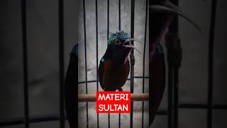 Download Lagu Konin Gacor Materi Sultan ! #kicaumania MP3